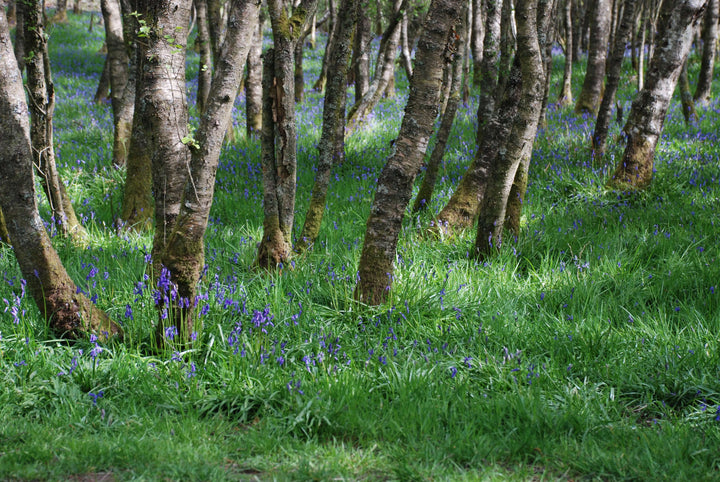 A forest blanketed with green and Bluebells