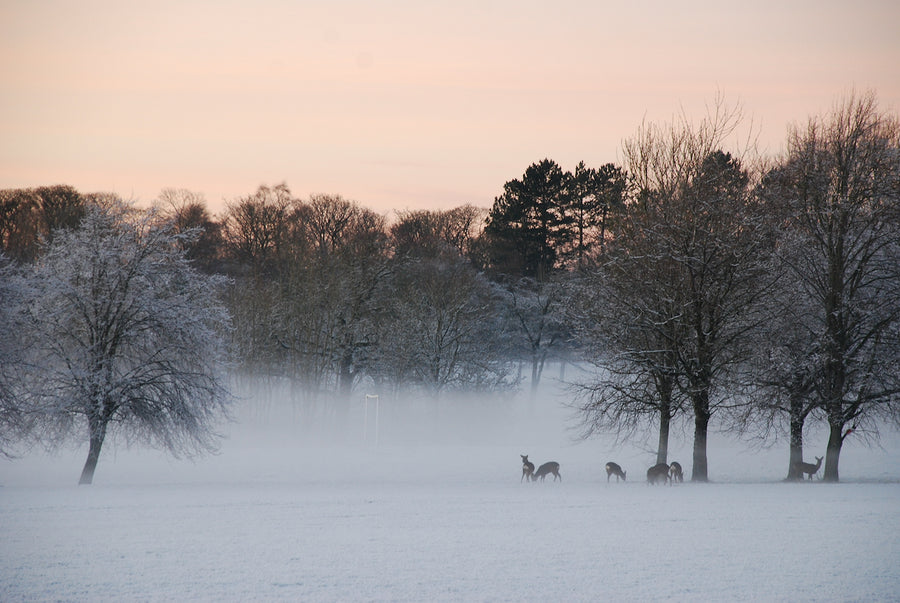 Winter Roe Kit